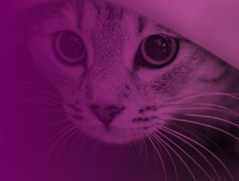 Whiskas Terracycle