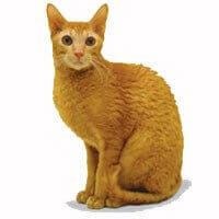 Cornish Rex