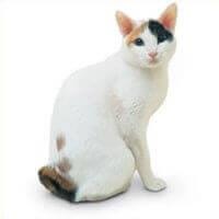 Japoński Bobtail