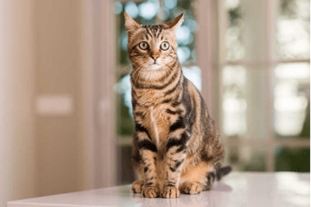 Czy kot może jeść lody? Czy to dobry pomysł na poczęstunek dla małych łasuchów?