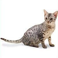 Ocicat