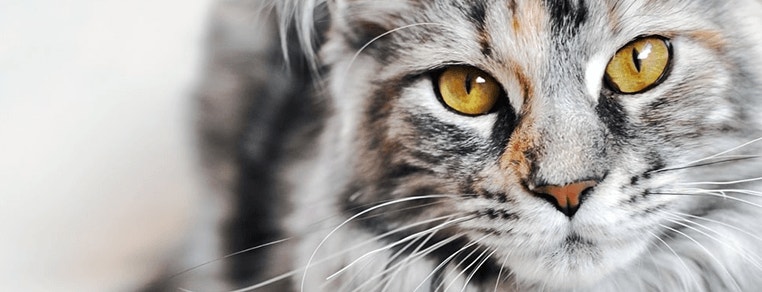 large_co-to-znaczy-rasowy-kot-test-breed-637212424499778267.png