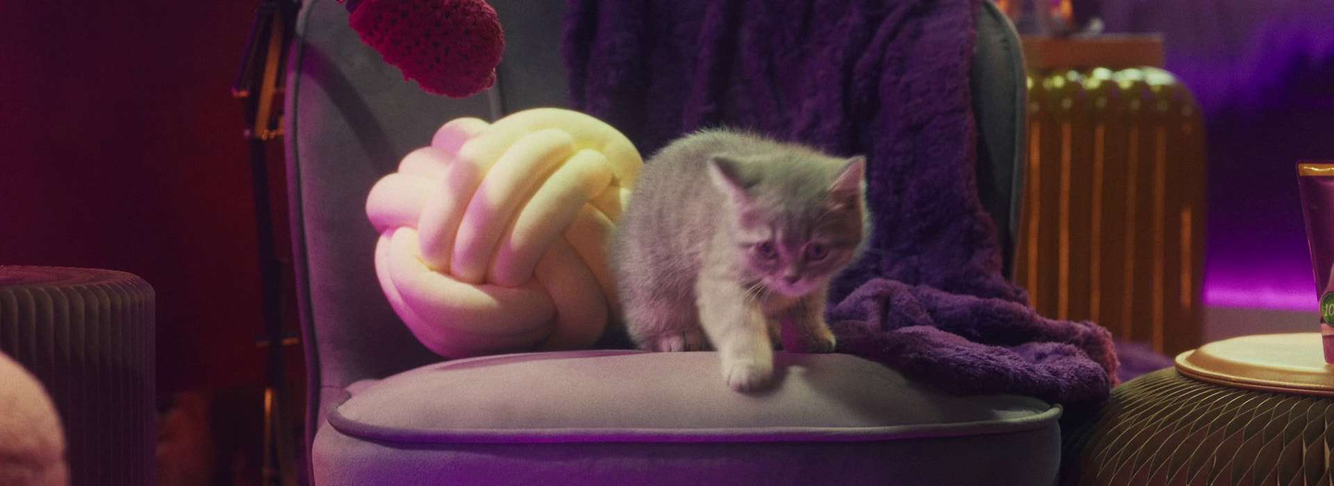 Dieta dla małego kota