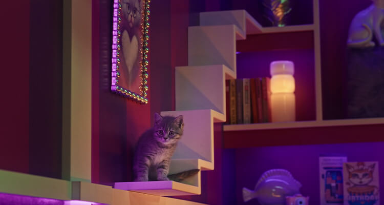 Jak się bawić z kotem, aby był szczęśliwy i zadowolony?