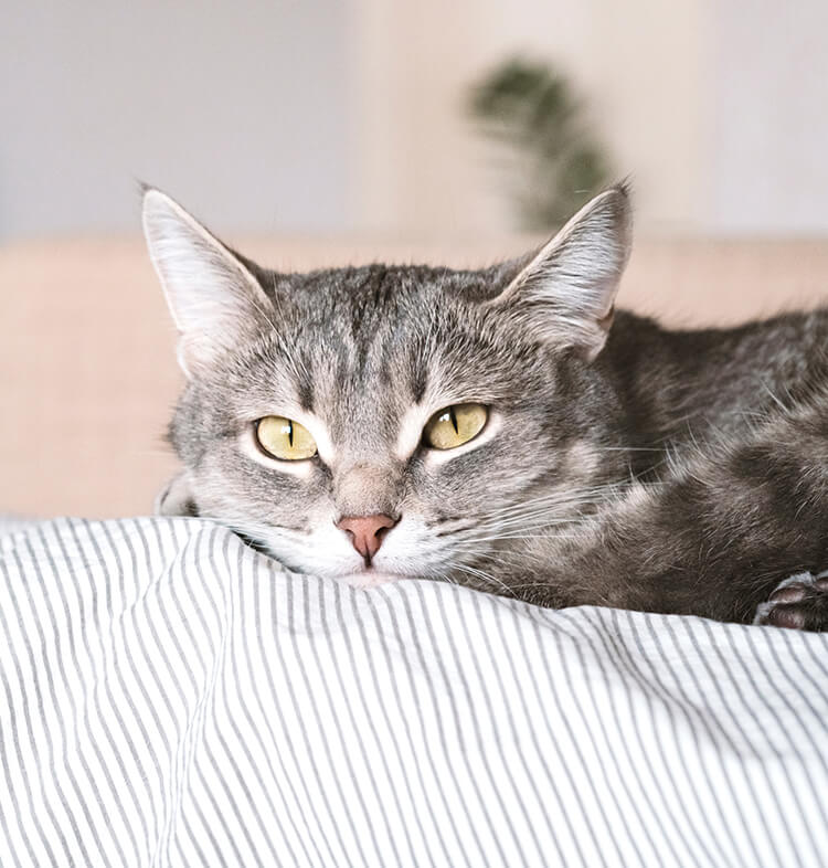 Comportement whiskas