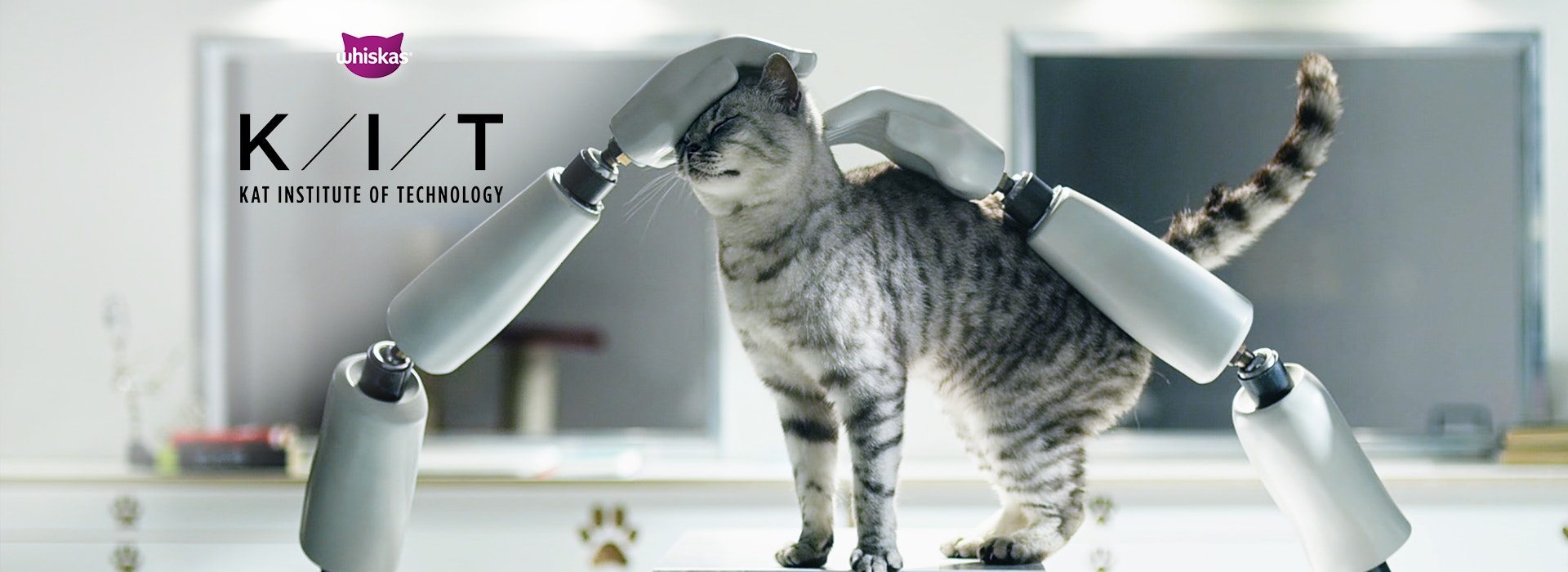 Wszystko o żywieniu kotów