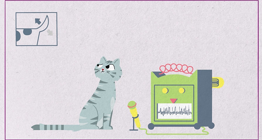 Dlaczego koty miauczą?