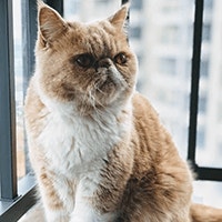 Egzotyczny Krótkowłosy