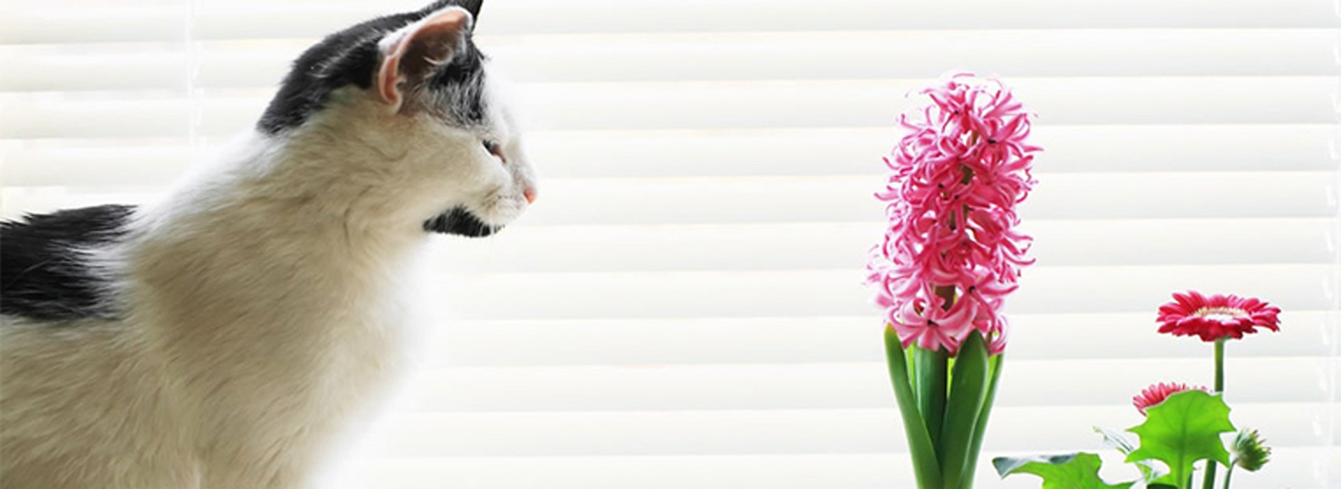 Rośliny bezpieczne dla kota