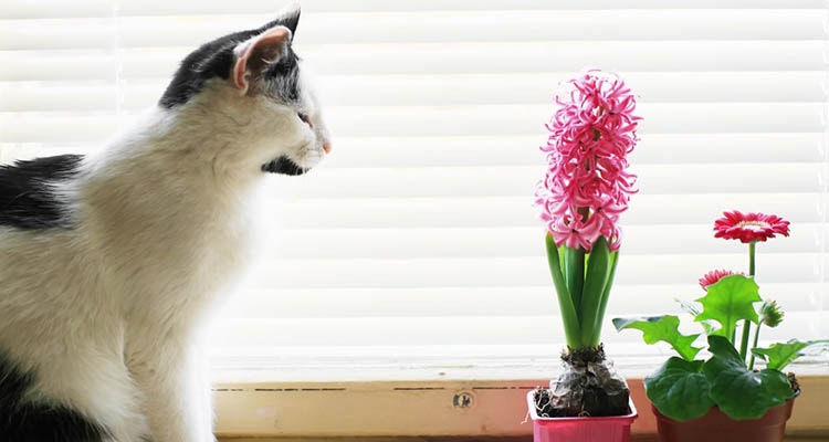 Rośliny bezpieczne dla kota