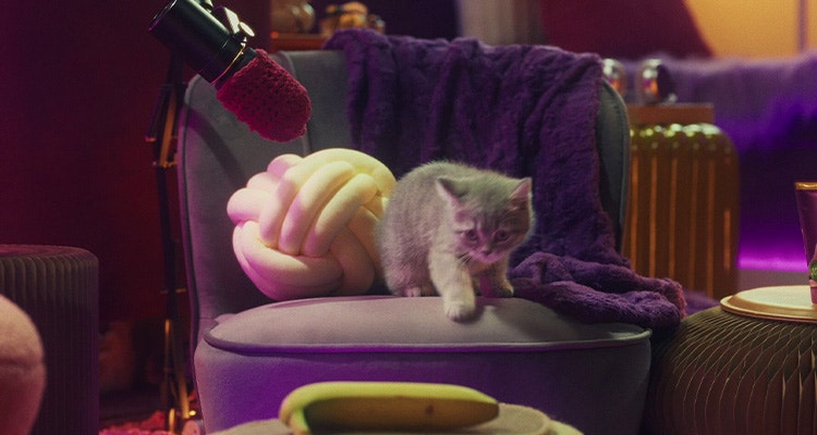 Co mogą jeść koty? Lista produktów, które śmiało możesz wcielić do diety kota