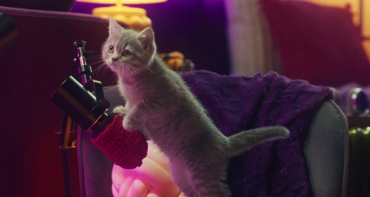 Czy kocięta potrzebują specjalnego jedzenia dla kociąt?