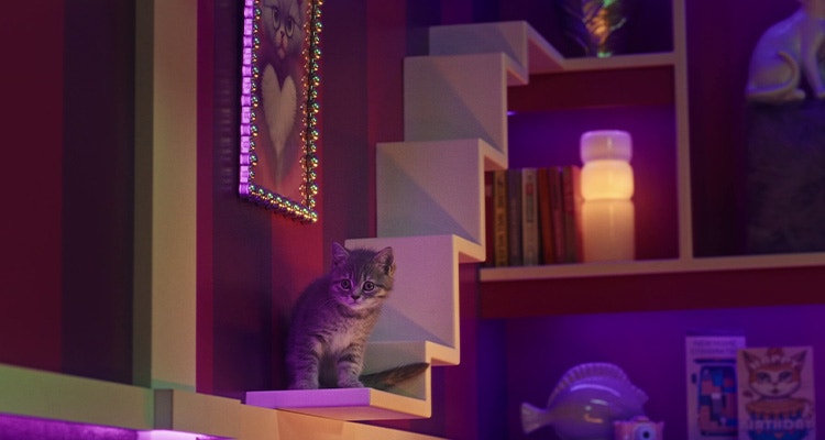 Jak się bawić z kotem, aby był szczęśliwy i zadowolony?