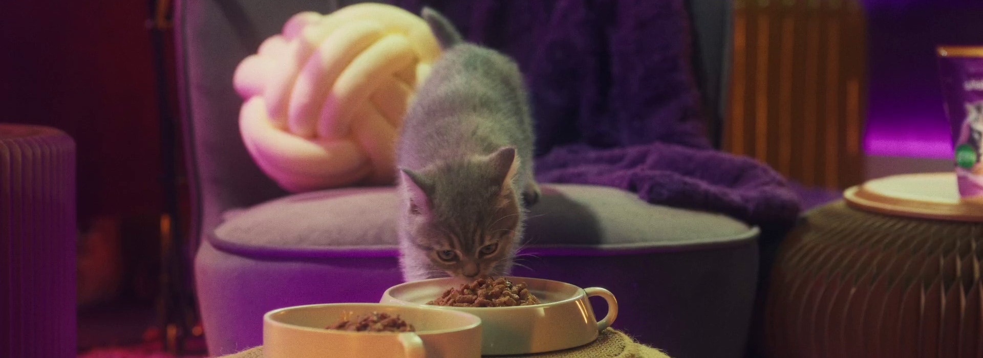 Co oznacza mruczenie mojego kociaka?