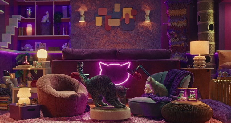 Co do wyprawia mój kociak?