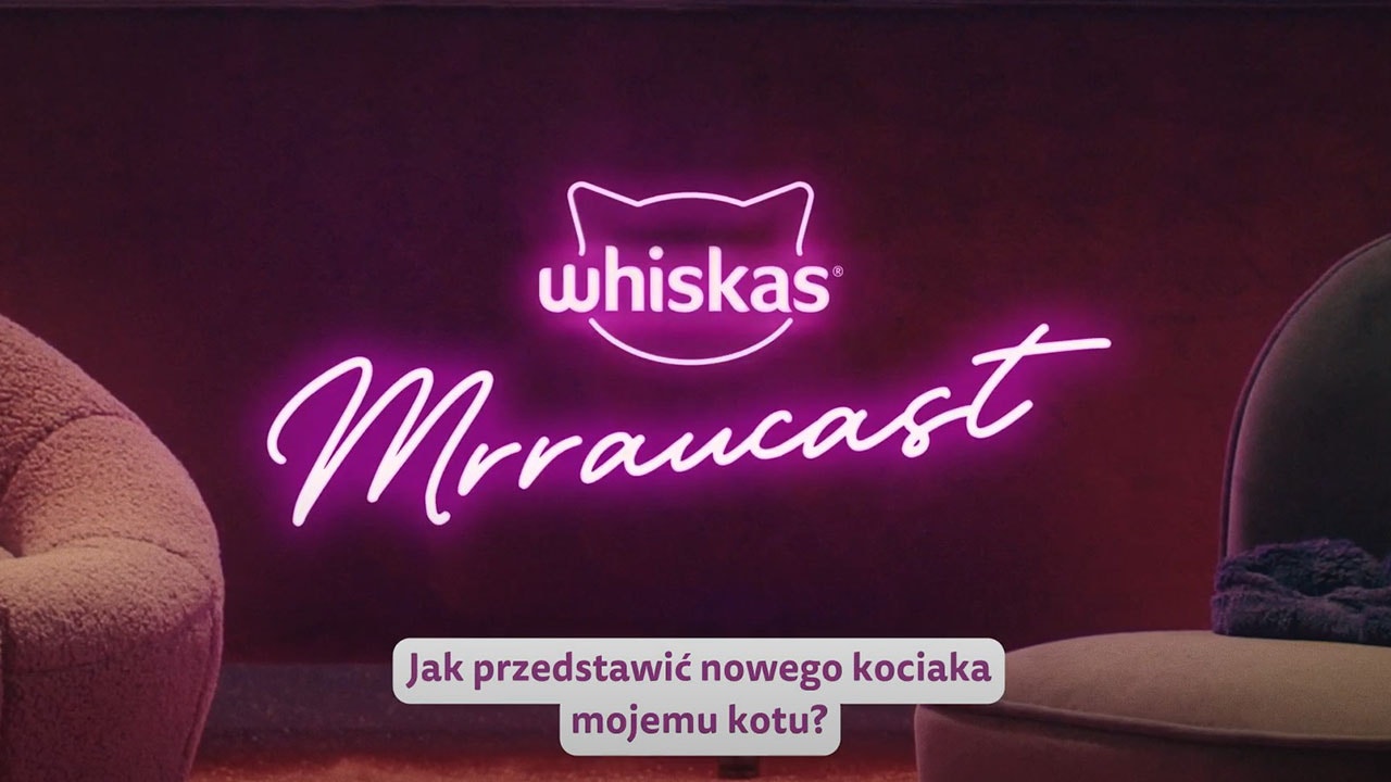 Jak przedstawić mojemu kotu nowego kociaka?