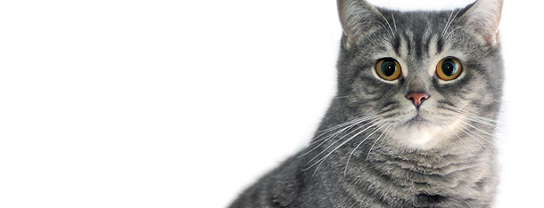 13 ciekawostek o kotach, o których nie miałeś pojęcia!