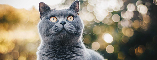 Co jedzą koty brytyjskie? Czy ich dieta powinna różnić się od zwykłego dachowca?