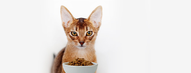 Domowe jedzenie dla kota czy gotowe saszetki? Co wybrać?