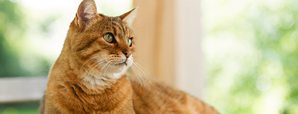 Kot w domu – jak zaopiekować się kotem domowym?