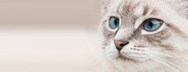 Rasy kotów o niebieskich oczach – jak często występują?