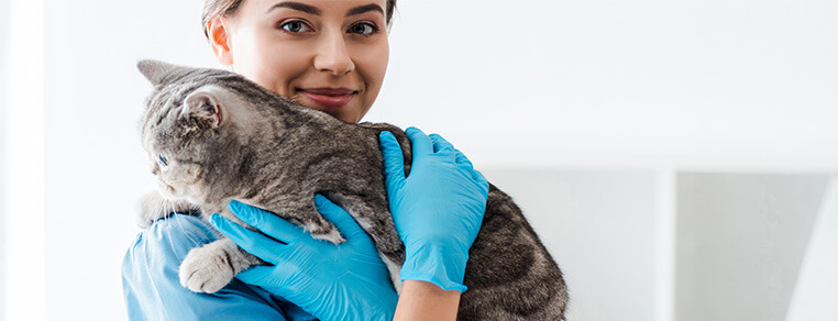 Alergia pokarmowa u kota – objawy, rozpoznanie i terapia