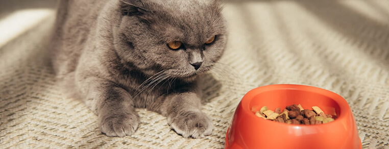 Czy karmy gotowe są bezpieczne i zdrowe dla kota?