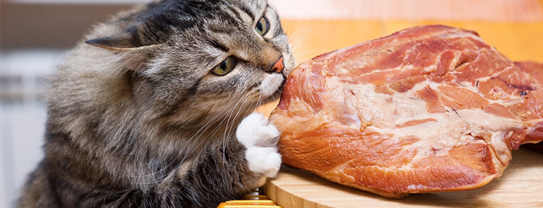Czy kot może jeść tylko mięso?