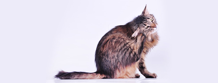 Czy świerzb u kota jest zagrożeniem dla człowieka?