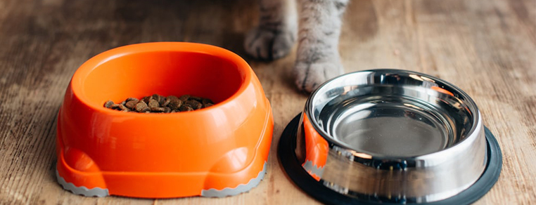 Czym jest karma pełnoporcjowa dla kota?