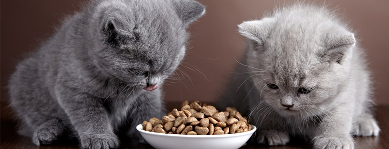 Dlaczego jest tyle smaków karmy dla kotów?