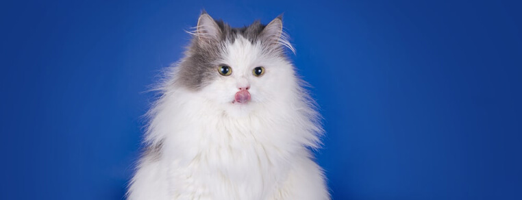 Gruby kot - jak radzić sobie z nadprogramowymi kilogramami u kociaka?