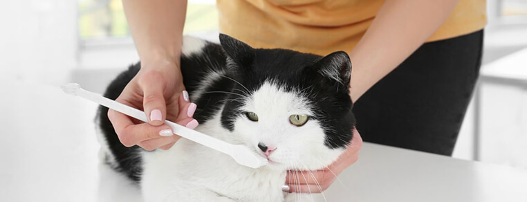 Higiena jamy ustnej u kota