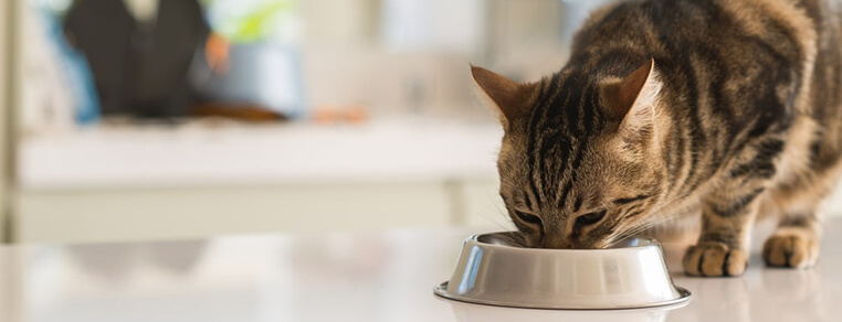 Jak powstają karmy suche dla kotów