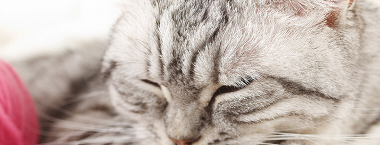 Jak zadbać o dobry sen u kota?