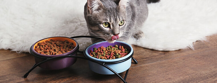 Na czym polega zdrowe urozmaicenie diety kota?