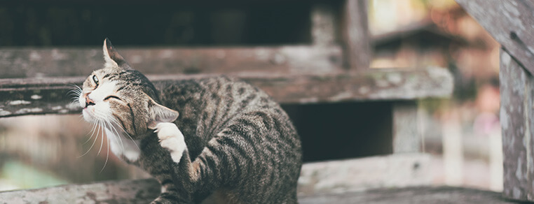 Pchły i pasożyty u kota – objawy i leczenie