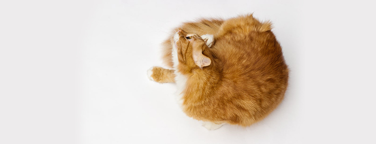 Świerzb u kota — przyczyny, objawy i leczenie
