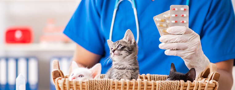 Witaminy dla kota – które z nich są najważniejsze dla zdrowia naszego podopiecznego?