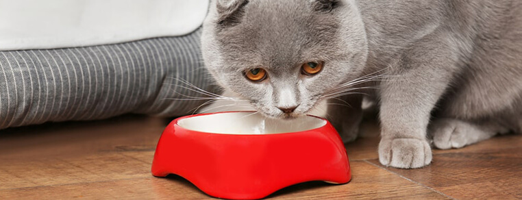 Zachowania żywieniowe kotów