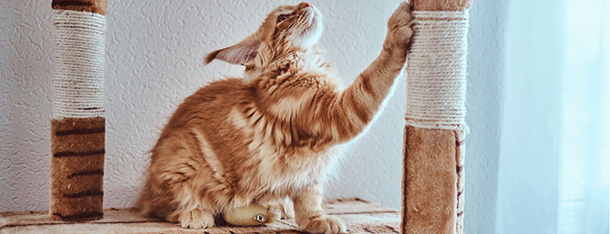 Obcinanie pazurów u kota -– jak zrobić to dobrze?