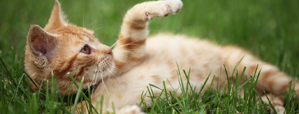 Tauryna dla kota – jakie ma znaczenie dla organizmu naszego pupila?