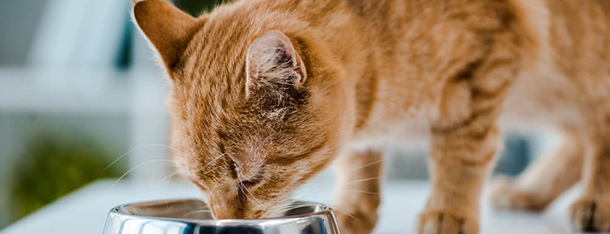 Zmiana karmy u kota – jak zrobić to dobrze?