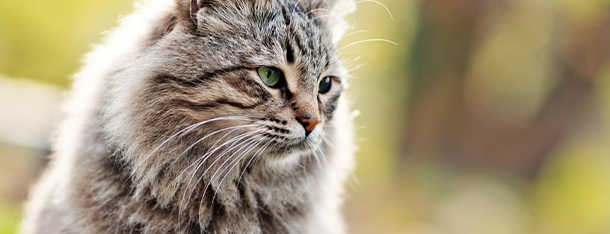 Dobra mokra karma dla kota - czym powinna się charakteryzować?