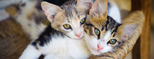 Drugi kot w domu – co należy wiedzieć?