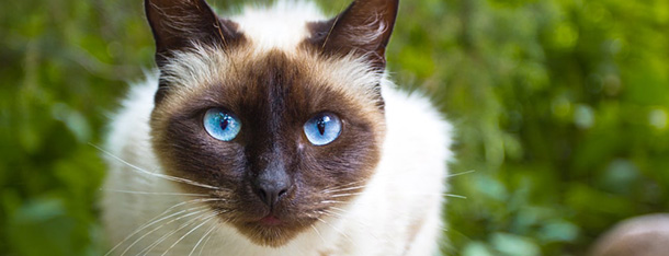 Jak oswoić kota? Porady dla nowych opiekunów