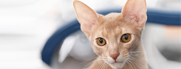 Jak się bawić z kotem, aby był szczęśliwy i zadowolony?