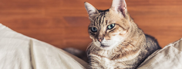 Jakie mięso dla kota? Surowe czy gotowane?