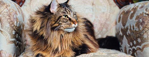 Karma dla Maine Coona - czy różni się od karmy dla dachowca?