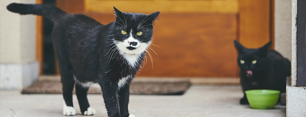 Karma mokra dla kota - główne danie czy przekąska?